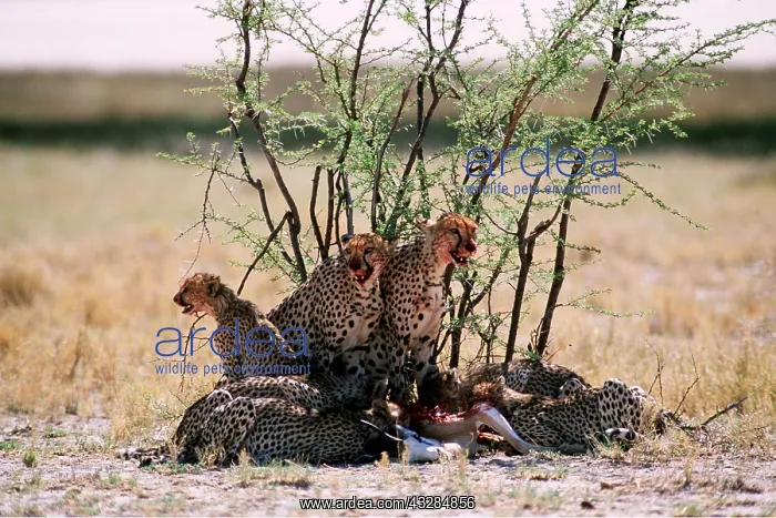 : CHEETAH - adults & cubs eat Springbok kill : CHEETAH - adults & cubs eat Springbok kill