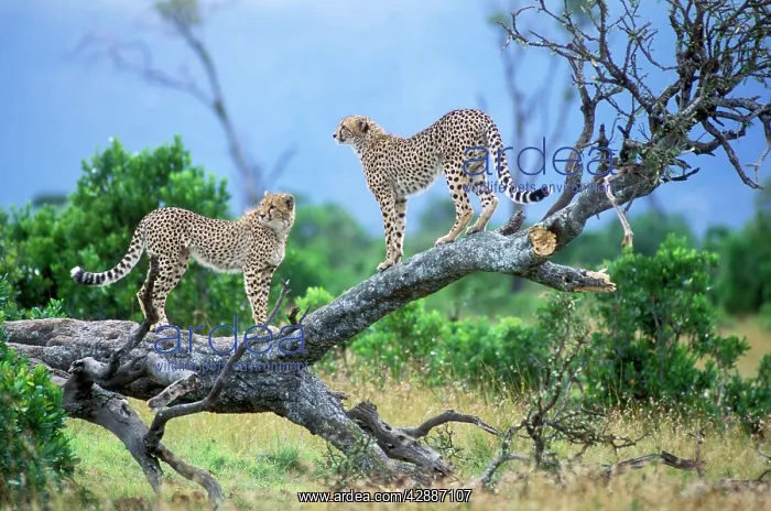 : Cheetah - two on branch : Cheetah - two on branch