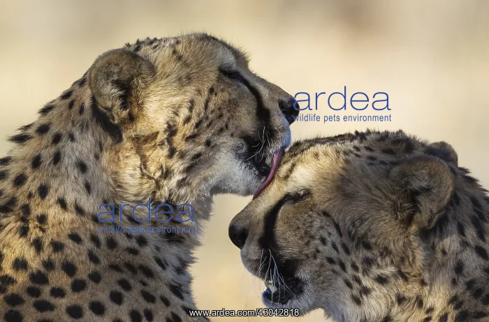 : Cheetah - two brothers - grooming - photographed : Cheetah - two brothers - grooming - photographed
