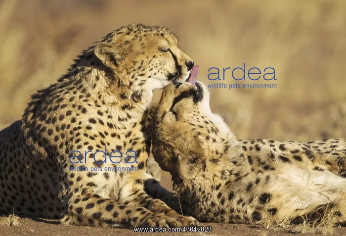 : Cheetah - two brothers - grooming - photographed : Cheetah - two brothers - grooming - photographed