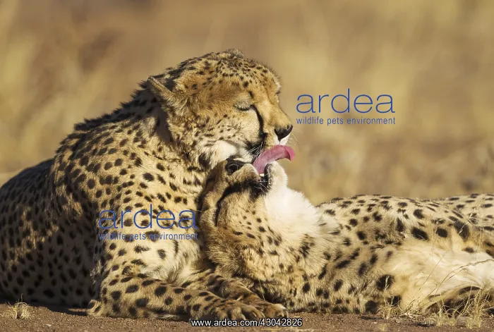  : Cheetah - two brothers - grooming - photographed