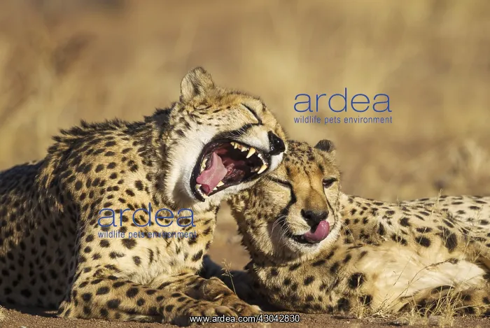 : Cheetah - two brothers - grooming and yawning - : Cheetah - two brothers - grooming and yawning -