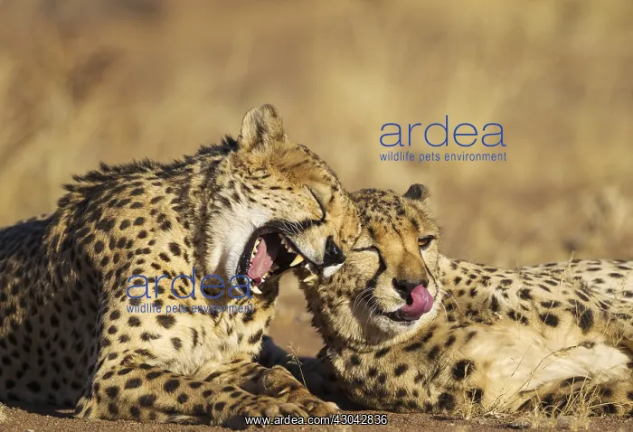 : Cheetah - two brothers - grooming and yawning - : Cheetah - two brothers - grooming and yawning -