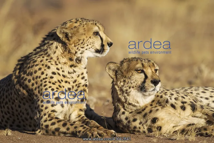 : Cheetah - two brothers - resting - photographed : Cheetah - two brothers - resting - photographed