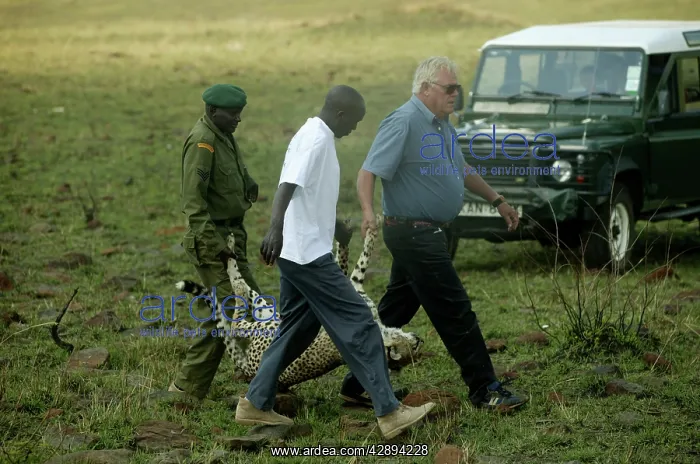 : Cheetah - being carried by park officials : Cheetah - being carried by park officials