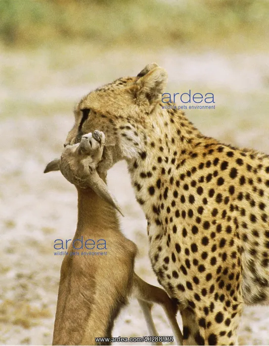 : Cheetah carrying Springbok : Cheetah carrying Springbok