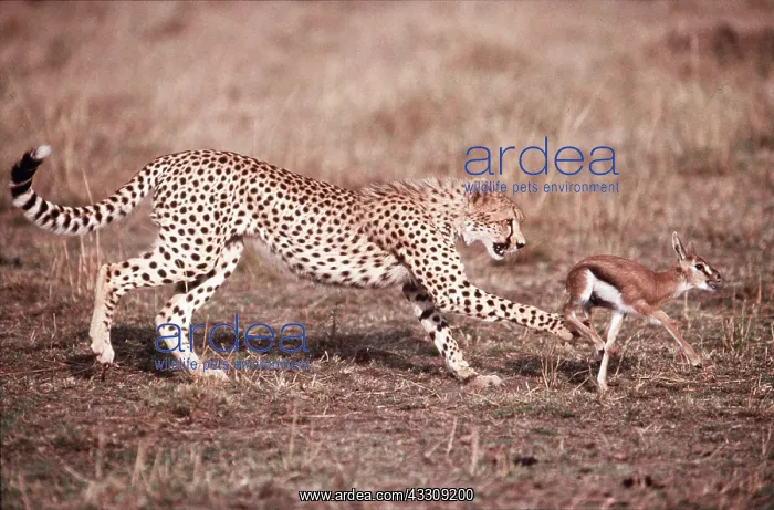  : Cheetah catching baby Thomson's Gazelle