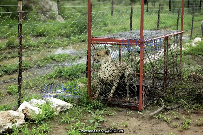 : Cheetah - caught in cage : Cheetah - caught in cage
