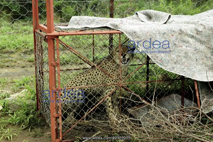 : Cheetah - caught in cage : Cheetah - caught in cage