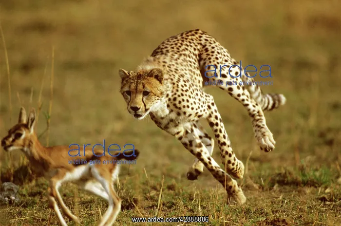  : Cheetah - chasing baby Thomson's gazelle