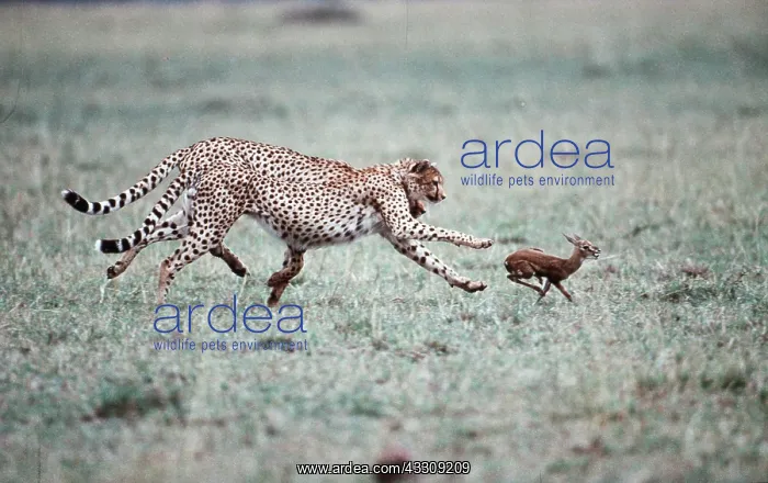  : CHEETAH - chasing gazelle