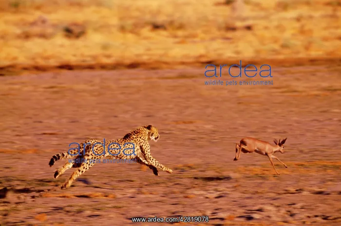 : Cheetah - chasing Steenbok (Raphicerus campestris) : Cheetah - chasing Steenbok (Raphicerus campestris)