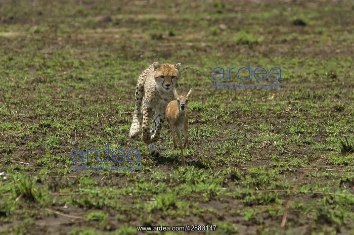 : Cheetah - chasing ThomsonIs Gazelle : Cheetah - chasing ThomsonIs Gazelle