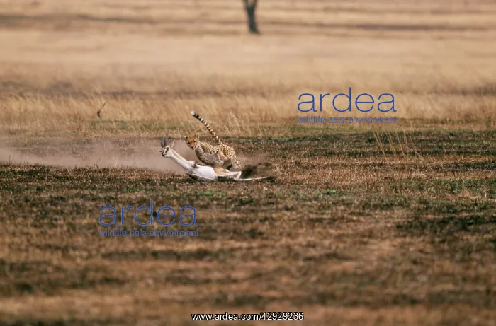  : CHEETAH - chasing ThomsonIs gazelle prey