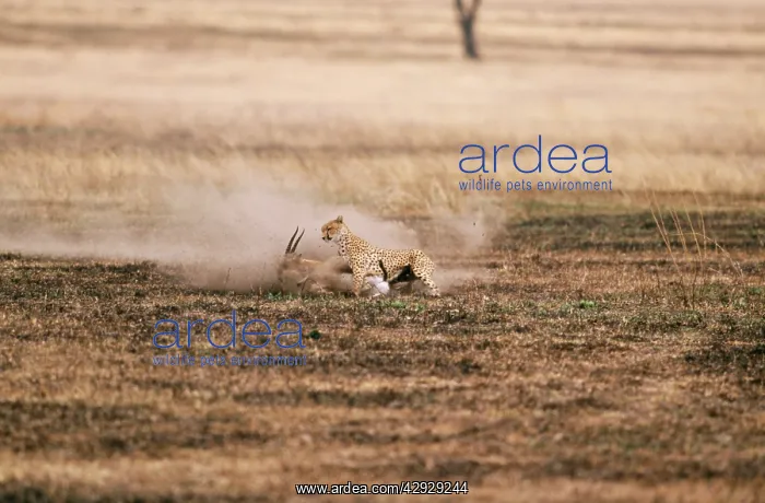  : CHEETAH - chasing ThomsonIs gazelle prey