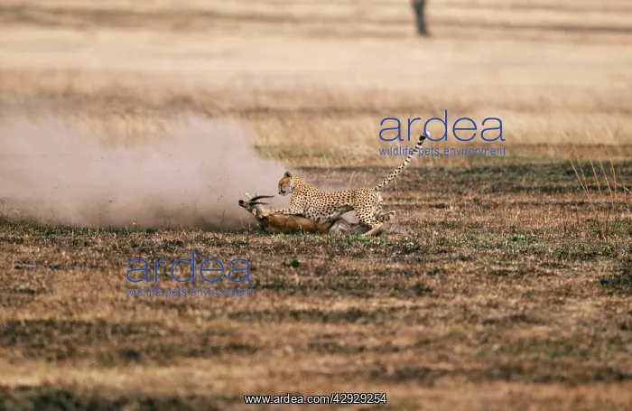  : CHEETAH - chasing ThomsonIs gazelle prey