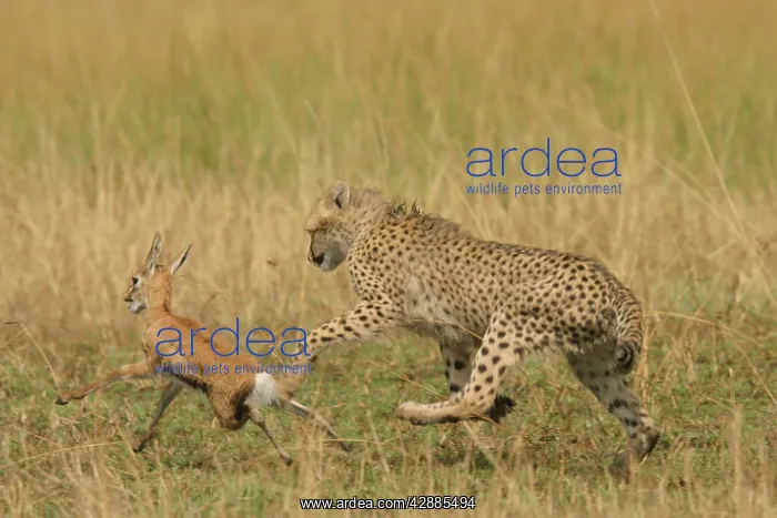 : Cheetah - Chasing Thomson's Gazelle : Cheetah - Chasing Thomson's Gazelle
