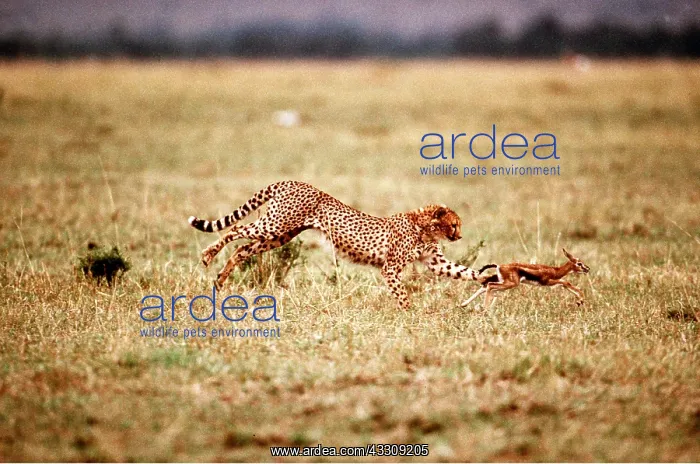  : CHEETAH - chasing Thomson's Gazelle