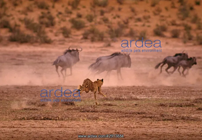: CHEETAH - chasing wildebeest / Gnu : CHEETAH - chasing wildebeest / Gnu