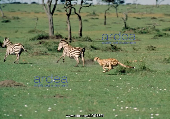  : CHEETAH - chasing two zebra