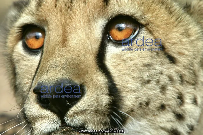: Cheetah - close-up : Cheetah - close-up