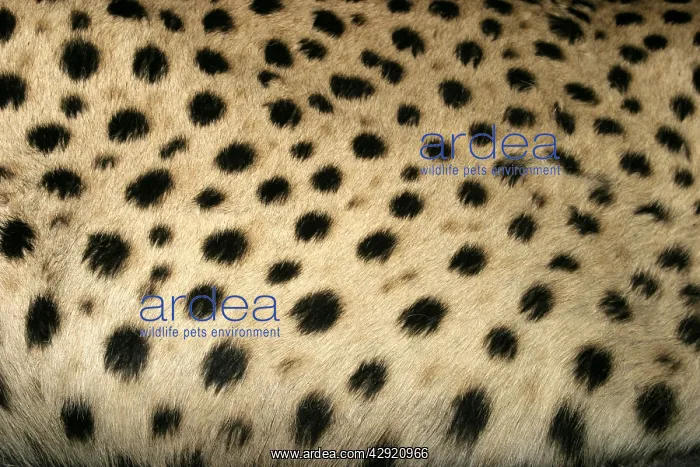 : Cheetah - close-up of fur : Cheetah - close-up of fur