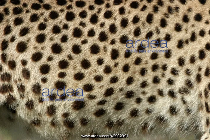 : Cheetah - close-up of fur / coat, showing spots : Cheetah - close-up of fur / coat, showing spots