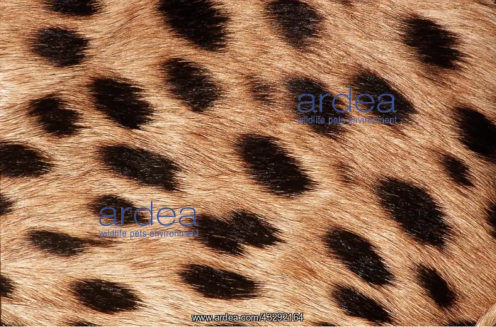: CHEETAH - close-up of fur showing spot pattern : CHEETAH - close-up of fur showing spot pattern