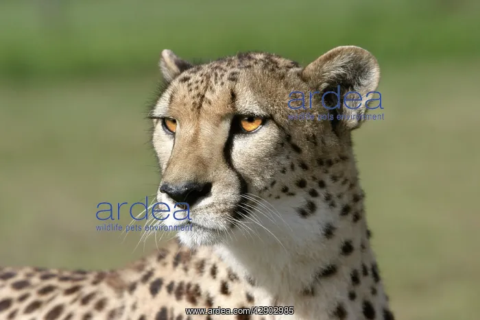 : Cheetah - close-up of head : Cheetah - close-up of head
