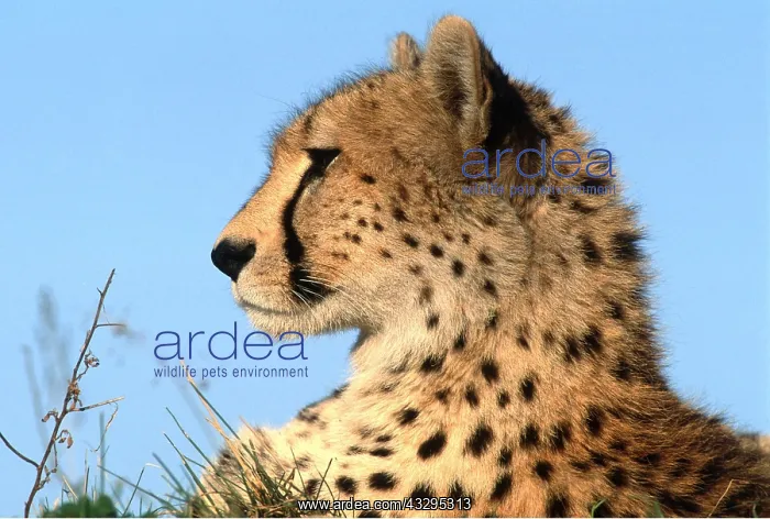  : CHEETAH - close-up of head
