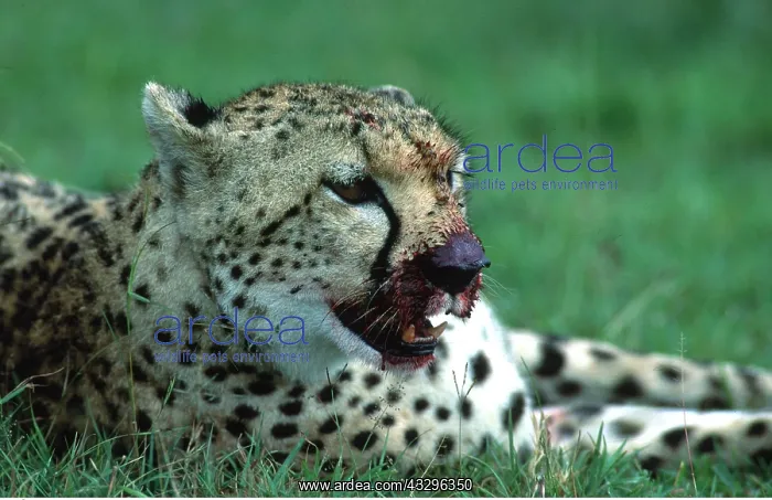  : CHEETAH - close-up of head, blood on face