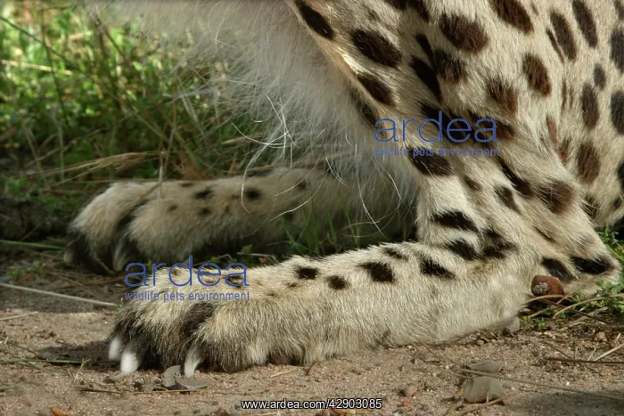 : Cheetah - close-up of leg and foot showing claws : Cheetah - close-up of leg and foot showing claws