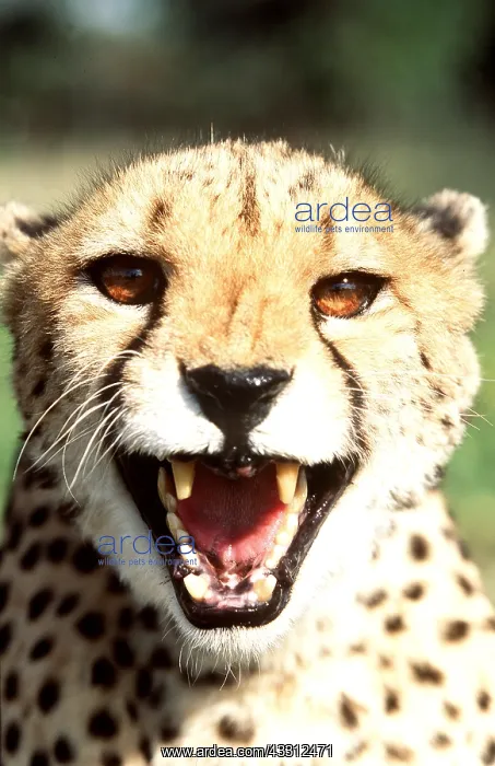 : CHEETAH - close-up, snarling : CHEETAH - close-up, snarling
