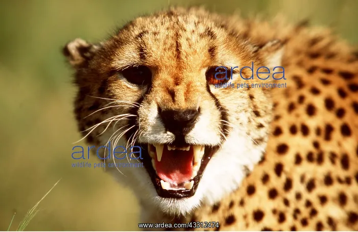 : CHEETAH - close-up snarling : CHEETAH - close-up snarling