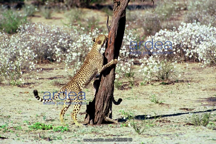 : Cheetah - Coalition of two male cheetahs, one clawing : Cheetah - Coalition of two male cheetahs, one clawing