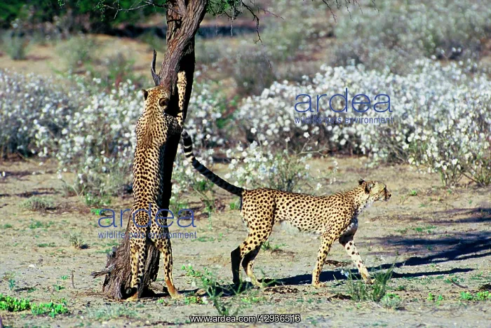 : Cheetah - Coalition of two male cheetahs scent : Cheetah - Coalition of two male cheetahs scent