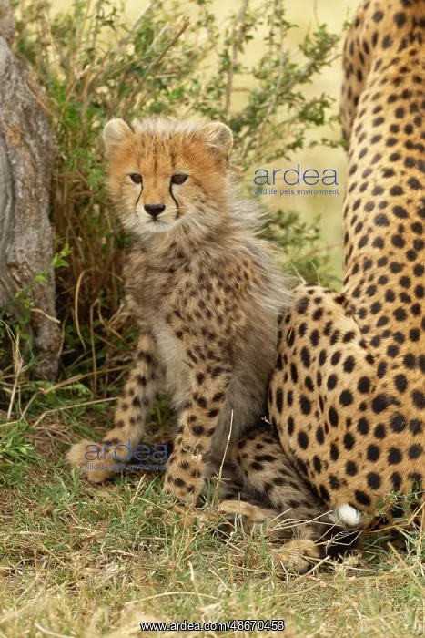 : Cheetah cub, 4-5 mmonth old, Masai Mara Game Reserve, Kenya : Cheetah cub, 4-5 mmonth old, Masai Mara Game Reserve, Kenya