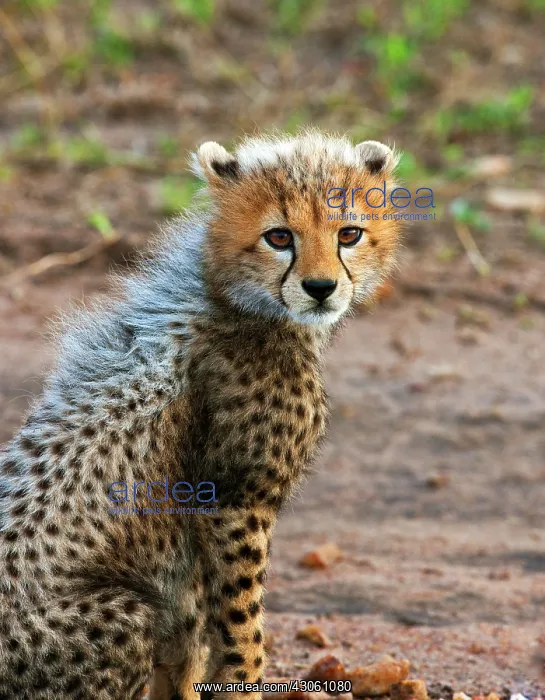 : Cheetah Cub (Acinonyx Jubatus) as seen in : Cheetah Cub (Acinonyx Jubatus) as seen in