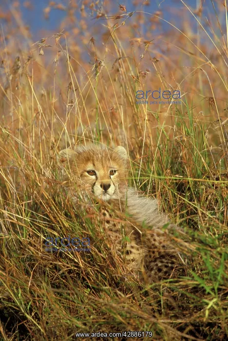  : Cheetah - cub in grass