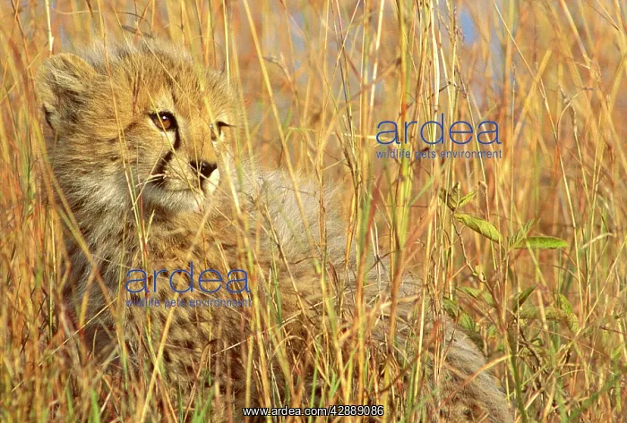  : Cheetah - cub half-hidden in tall dry grass