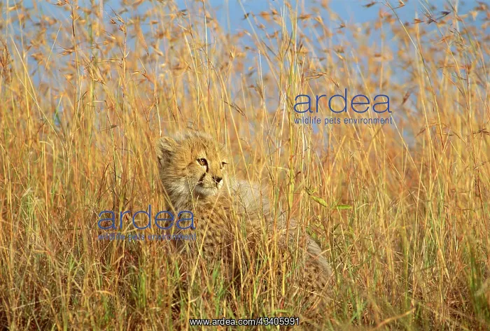  : Cheetah - cub half-hidden in tall dry grass