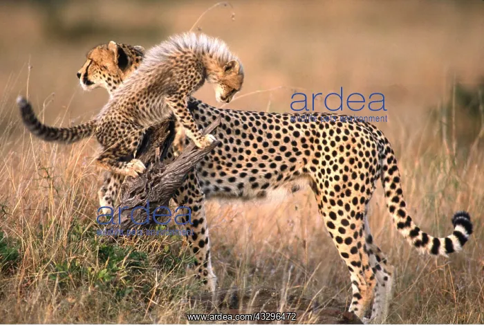  : CHEETAH - and cub playing