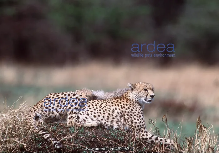 : CHEETAH - and cub, on back resting