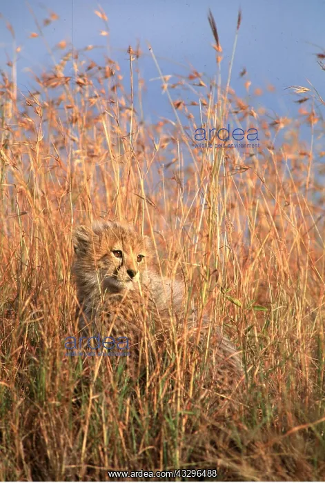  : CHEETAH - cub in savannah grass