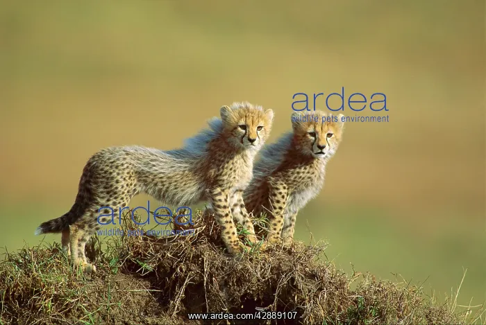 : Cheetah - cubs 2-3 months old
