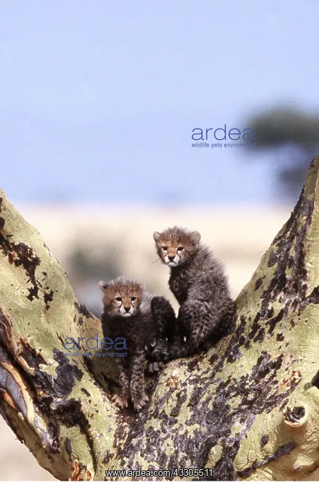  : Cheetah Cubs - In fever tree