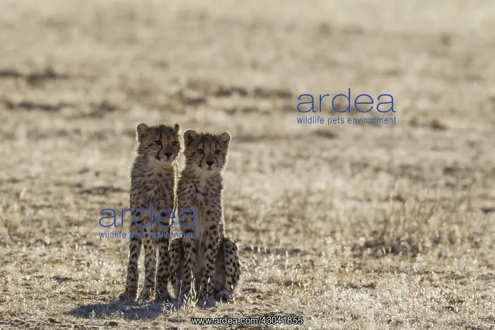 : Cheetah - two cubs - Kalahari Desert, Kgalagadi : Cheetah - two cubs - Kalahari Desert, Kgalagadi