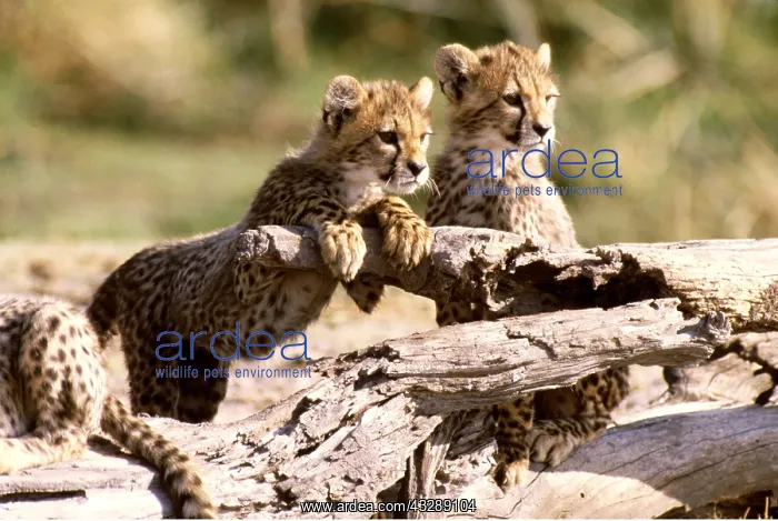 : CHEETAH - cubs on log : CHEETAH - cubs on log