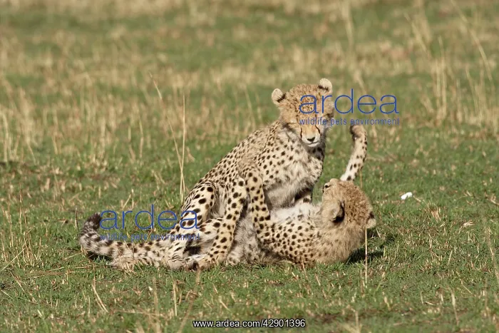 : Cheetah - two cubs playing : Cheetah - two cubs playing