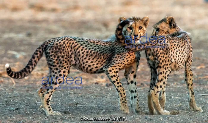 : Cheetah cubs playing : Cheetah cubs playing